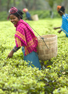 tea picker in assam