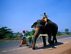 Elephant on main road