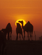 India Photo Cultural Tour with National Geographic Expeditions featuring the pushkar camel fair