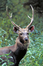 Sambar deer