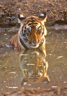 Bengal Tiger