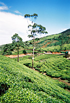 Tea Garden