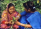 Harvesting plants for Ayurvedic treatments
